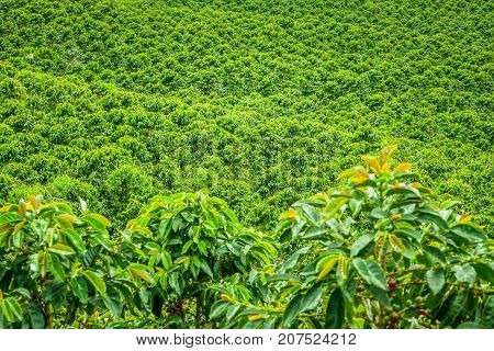 This image shows a coffee plantation in Jerico Colombia in the state of Antioquia.