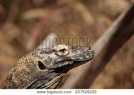 Komodo Dragon, Varanus Komodoensis
