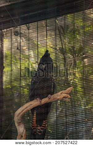 Red-tailed Black Cockatoo Bird Is Called Calyptorhynchus Banksii