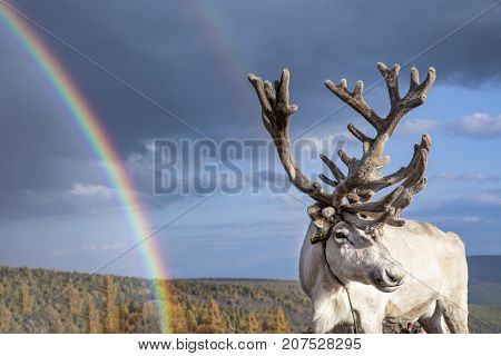 reindeer and rainbow in a landscape of northern Mongolia