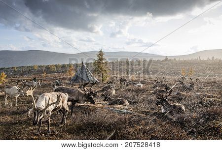 reindeer in rain in northern mongolian landscape