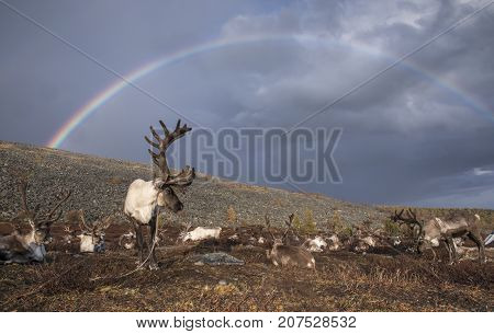 reindeer under a rainbow in northern Mongolia