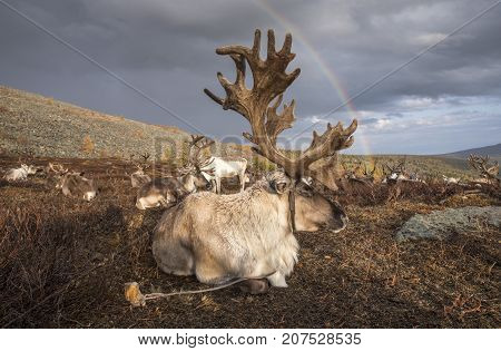 reindeer and rainbow in a landscape of northern Mongolia