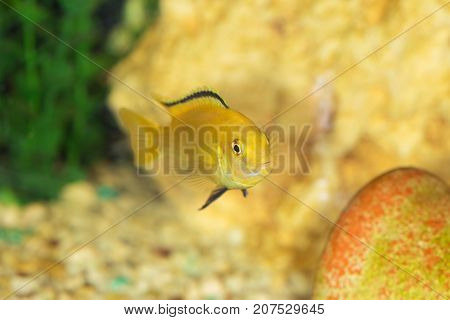 Labidochromis yellow in aquarium water close up