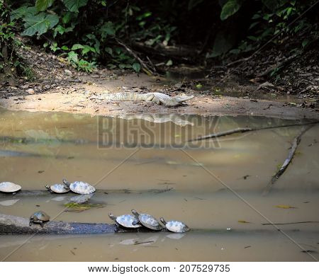 Wild Caiman And Turtles In Ecuadorian Amazonia, Misahualli