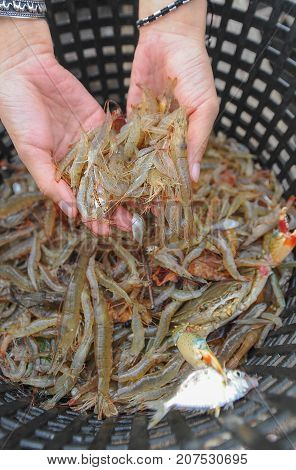 close up of shrimp from sea on hand