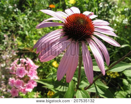 Echinacea in Garden. Photo for backgrounds. Color photo of flowers.