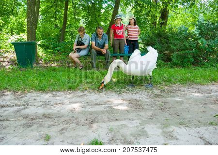Trostyanets ,UKRAINE,June 11, 2011: Visitors to the park Trostianets admire the white swan