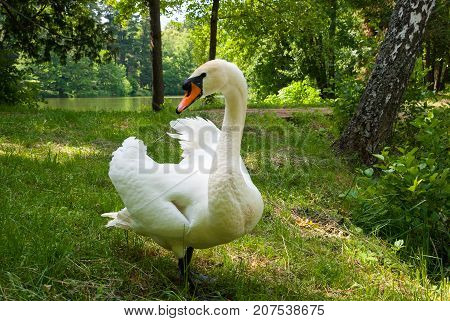 White swan (Cygnus olor) in the park