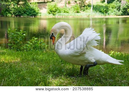 White Swan(cygnus Olor) Standing Near A Lake