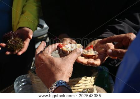 Oysters In The Human Hands