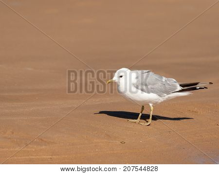 A Common Gull Standing On The Beach