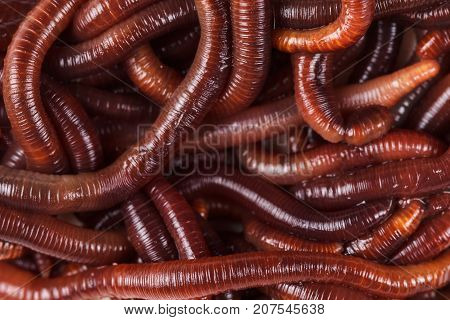 Animal earth worm background. Pink Ringworms close up.