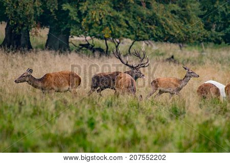 Red Deer Stags (Cervus elaphus) Rutting Mule Deer Bucks walking in a very light snowfall