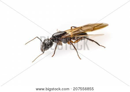 close up flying ant isolated on white background. Winged Carpenter ant