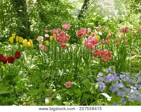 wild flowering Tulips in a garden with trees and schrubs