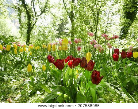 wild flowering Tulips in a garden with trees and schrubs