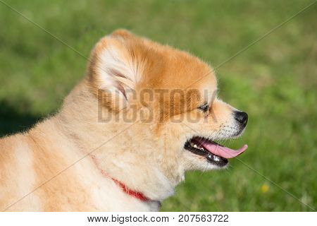 small dwarf spitz dog with a red necklace