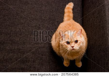 Huge adorable red cat looks in camera
