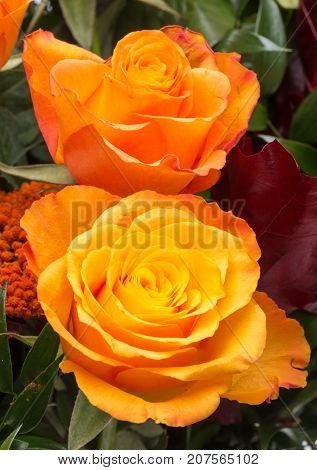 beautiful bouquet of orange roses .flowres .