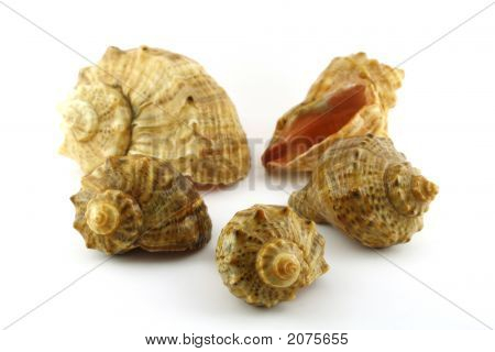 Cockleshells ทะเล
