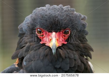 photo portrait of an adult Bateleur eagle