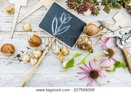 Flower bulbs and garden accessories for planting in the ground.