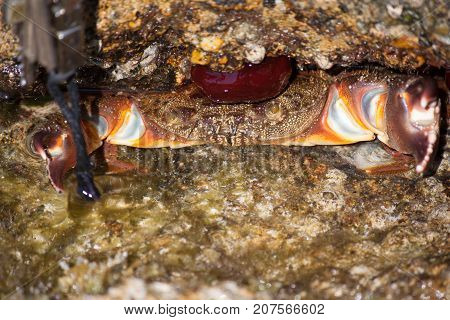 Crab in the rock on the island of Thassos