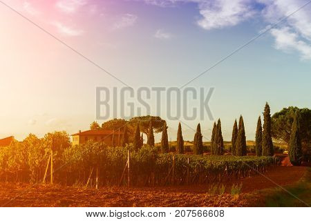 Classic view of scenic Tuscany landscape in beautiful golden morning light at sunrise in summer. Montalcino Italy