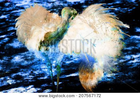 Emu ostrich bird with beautiful white feathers on graphic background