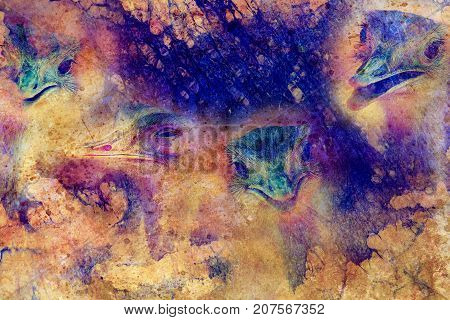 Funny emu ostrich heads on graphic structured background