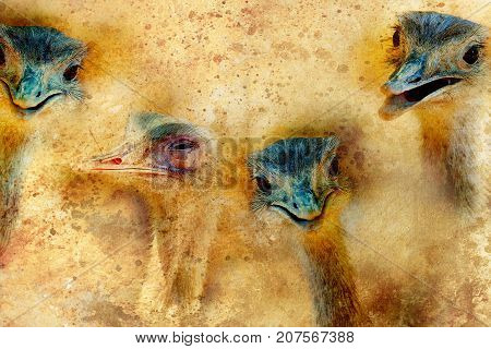 Funny emu ostrich heads on graphic structured background