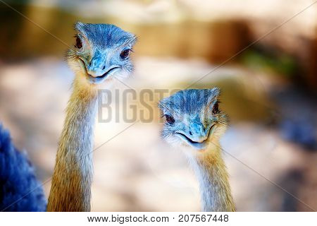 Bird ostrich and Blur background. Struthio camelus. Smiling bird