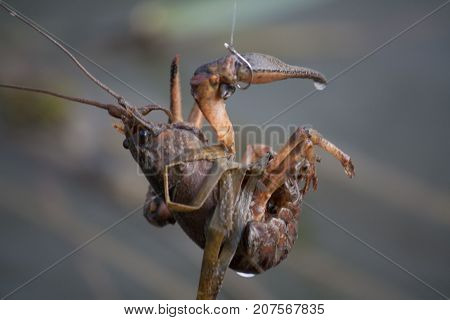 Crawfish caught on hook on the channel