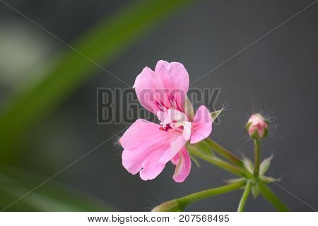 purple flower in the backyard garden of potted