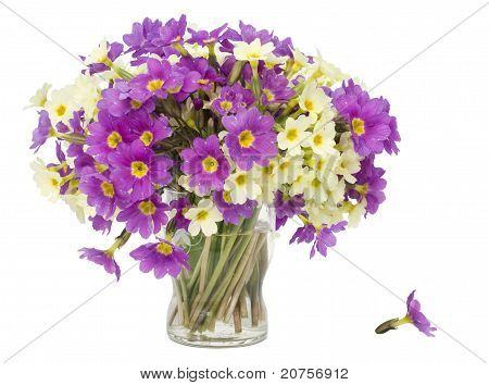 Sprigs  Primroses Flowers In Small Glass