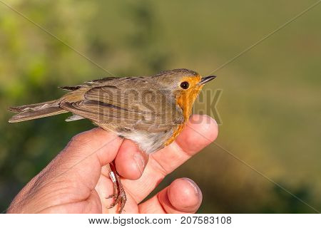 Robin, Erithacus rubecula, bird is held in a womans hand for ringing, or banding, in Jomfruland Bird Station Norway