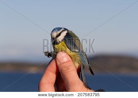 bird is held in a womans hand for ringing, or banding, in Jomfruland Bird Station Norway