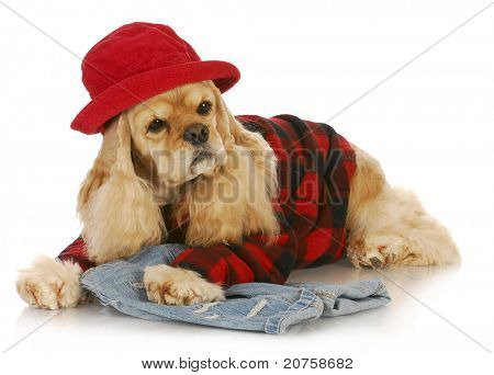 ładny pies noszenie czerwony kapelusz i plaid shirt - amerykański cocker spaniel
