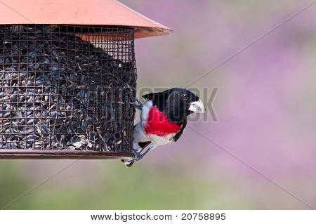 Rose – breasted Grosbeak na krmítko