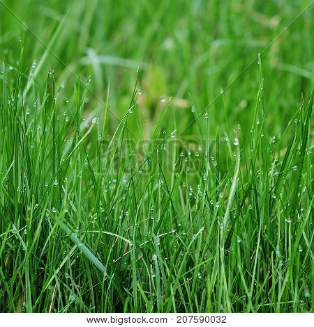 background of dew drops on bright green grass