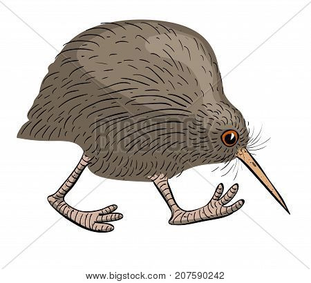 Kiwi bird walking, cartoon image. Artistic freehand drawing. Authentic cartoon.