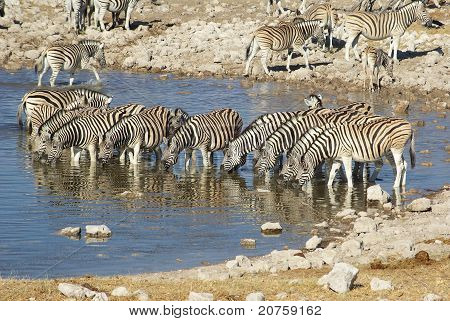 Zebry w waterhole