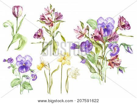 Big Set Watercolor collection with plants elements - leaf, flowers. Botanical illustration isolated on white background. Floral nature. Spring flowers Pansy and Alstroemeria, narcissus and tulip