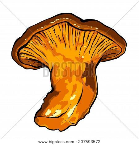 vector illustration of various fungi Chanterelle. Vector