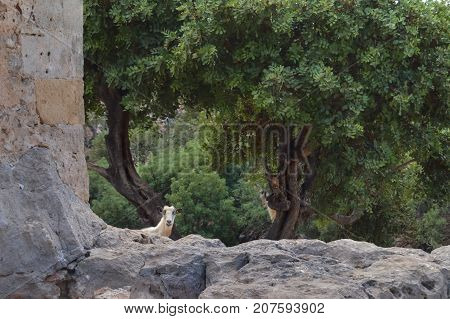 White goat hide behind a wall with a curious look on the island of Crete
