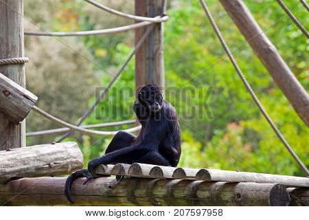 black headed spider monkey . Ateles fusciceps .