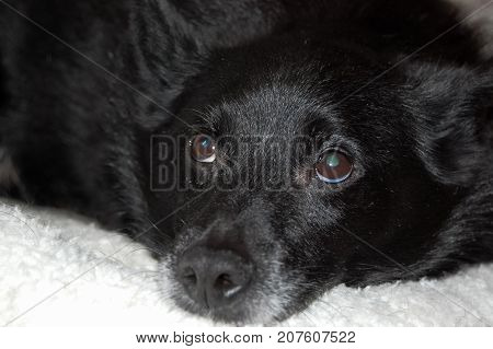 Old Schipperke (Belgian Barge Dog) close up of face while relaxing. Showing greying muzzle and cataracts in eyes. Focus on eyes.