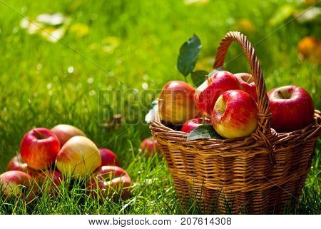 Red Apples with Wicket Basket in the Grass
