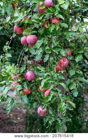 Ripe Apples On The Branches